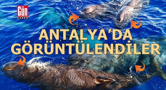 Antalya açıklarında balinalar görüntülendi