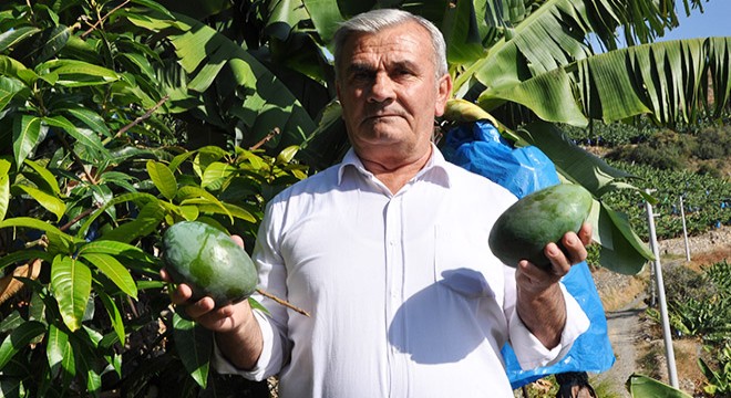 Antalya da 12 yıl önce diktiği mango ağaçları gelir kaynağı oldu