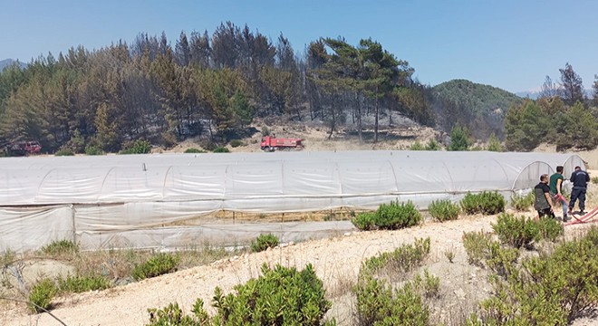 Antalya da 2 hektarlık kızılçam ormanı yandı