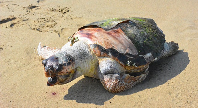 Antalya da 2 ölü deniz kaplumbağası sahile vurdu