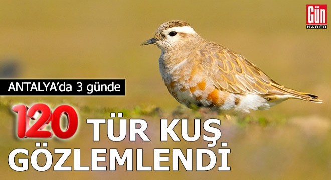 Antalya da 3 günde 120 tür kuş gözlemlendi