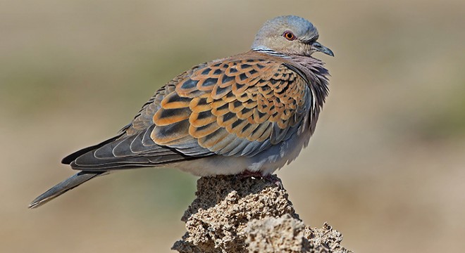 Antalya da 31 kuş ve 4 memeli türü av listesinde