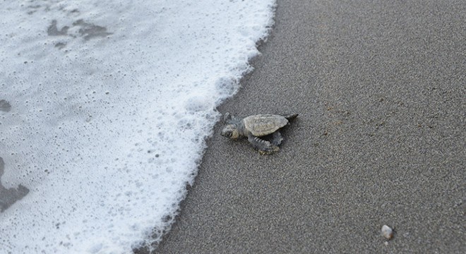 Antalya'da 32 yıllık caretta mücadelesi