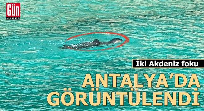 Antalya da Akdeniz fokları görüntülendi