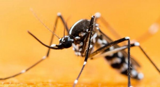 Antalya da Asya kaplan sivrisineği uyarısı