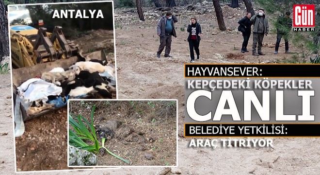Antalya da  Canlı hayvanları toprağa gömüyorsunuz  tartışması
