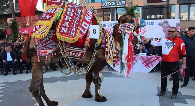 Antalya da  Süslü deve  yarışması