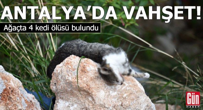 Antalya da, ağaçta 4 kedi ölüsü bulundu