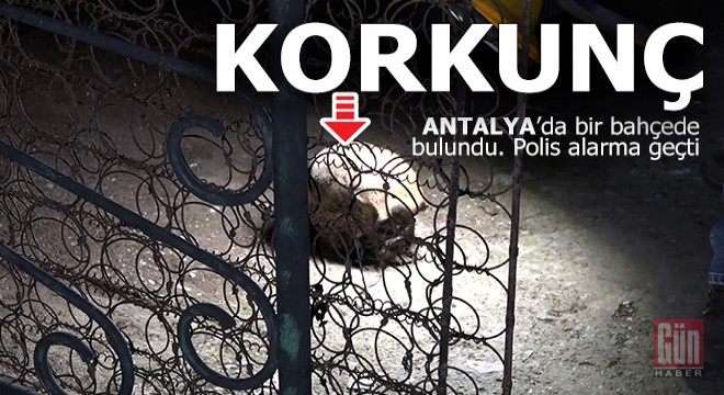 Antalya da bir bahçede bulundu, polis alarma geçti