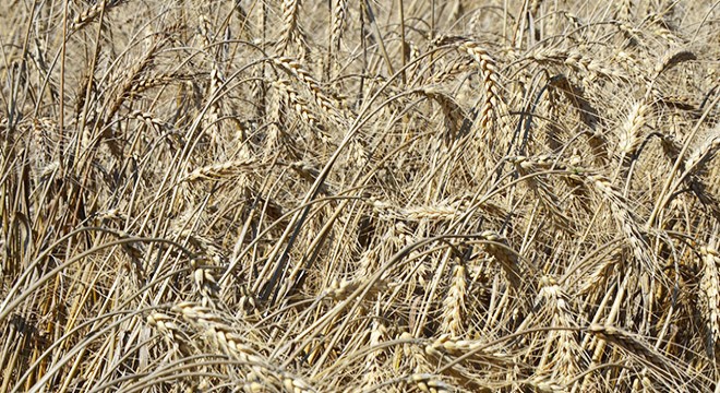 Antalya da buğday hasadı gecikmeli başladı