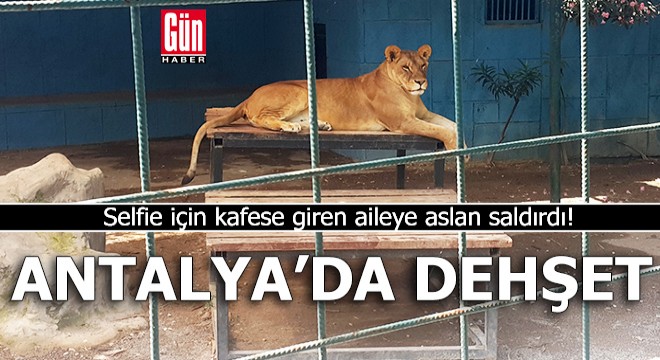 Antalya da dehşet! Kafese giren aileye aslan saldırdı
