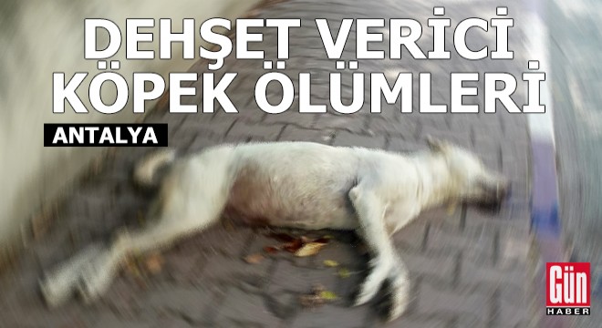 Antalya da dehşet verici köpek ölümleri!