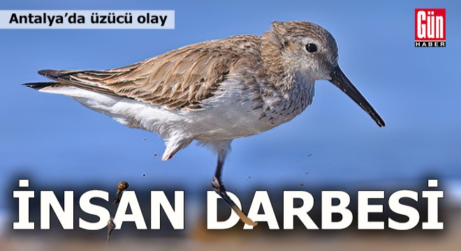 Antalya da göçmen kuşlara insan darbesi
