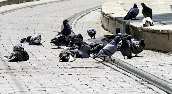 Antalya da güvercin ve kumrular,  kuş gribi  tehlikesini artırıyor