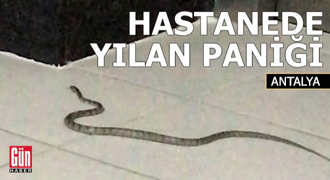 Antalya da hastanede yılan paniği