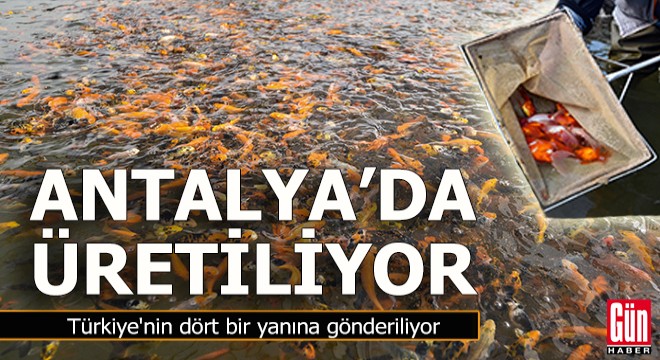 Antalya da havuzlarda üretiliyor, Türkiye nin dört bir yanına gönderiliyor