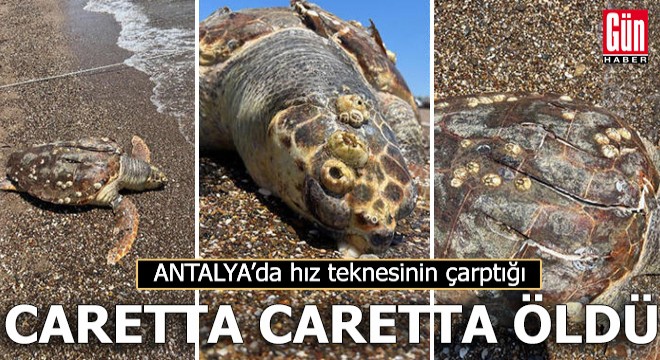 Antalya da hız teknesinin çarptığı caretta caretta öldü