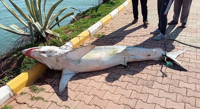 Antalya da köpek balığı ölüsü sahile vurdu