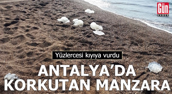Antalya da korkutan manzara! Yüzlercesi kıyıya vurdu