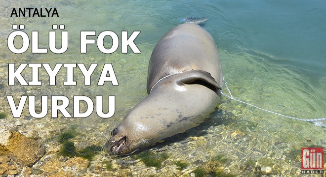 Antalya da ölü Akdeniz foku kıyıya vurdu