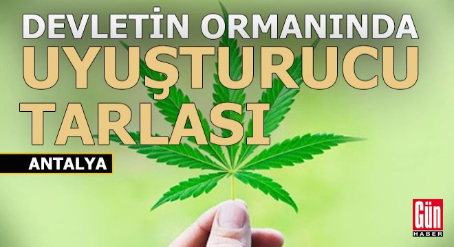 Antalya da ormanda uyuşturucu tarlası