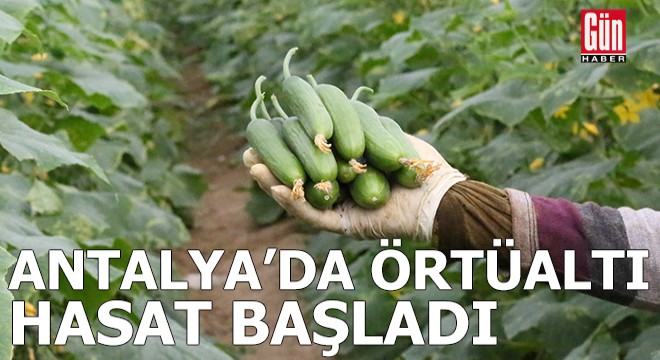 Antalya da örtüaltı hasat başladı