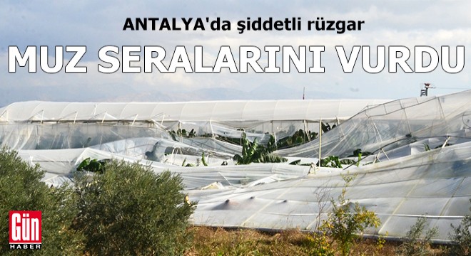 Antalya da şiddetli rüzgar, muz seralarını vurdu