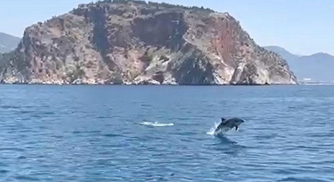 Antalya'da tur teknesinin yanında yüzen yunuslar kamerada