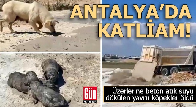 Antalya da yavru köpeklere beton atık suyu katliamı