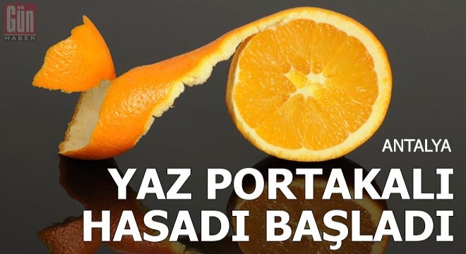 Antalya da  yaz portakalı  hasadı başladı