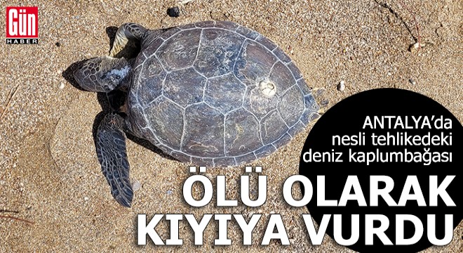 Antalya da yeşil deniz kaplumbağası ölüsü kıyıya vurdu