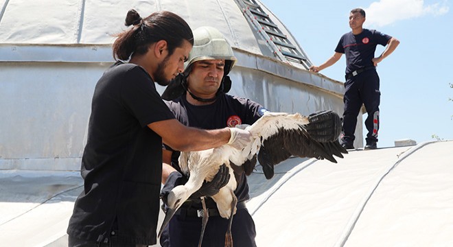 Antalya da yuvasından düşen yavru leylek kurtarıldı