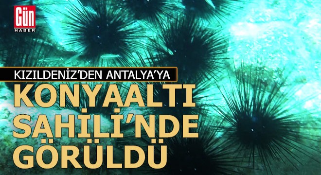 Antalya’da zehirli deniz kestaneleri koloni halinde görüntülendi