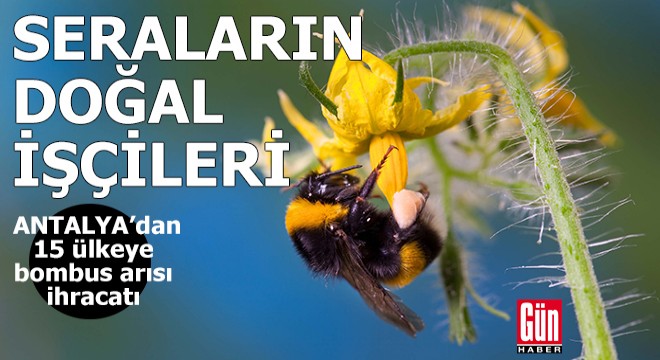 Antalya dan 15 ülkeye bombus arısı ihracatı