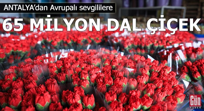 Antalya dan Avrupalı sevgililere 65 milyon dal çiçek