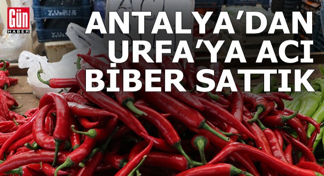 Antalya dan acı diyarı Urfa ya acı biber sattık