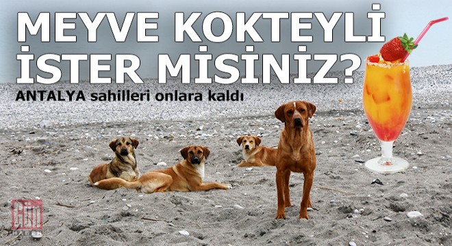 Antalya sahilleri sokak hayvanlarına kaldı