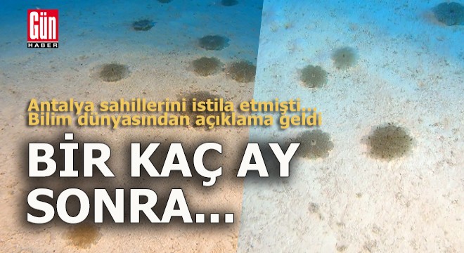 Antalya sahillerinin korkulu rüyası ile ilgili açıklama geldi