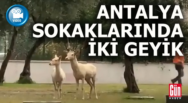 Antalya sokaklarında iki geyik