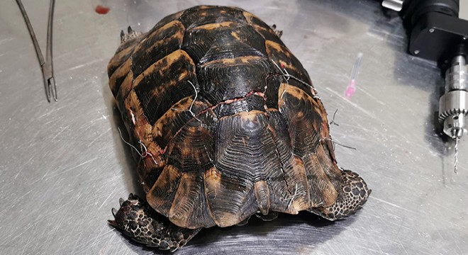 Araç çarpan kaplumbağa, ameliyatından 2 gün sonra öldü
