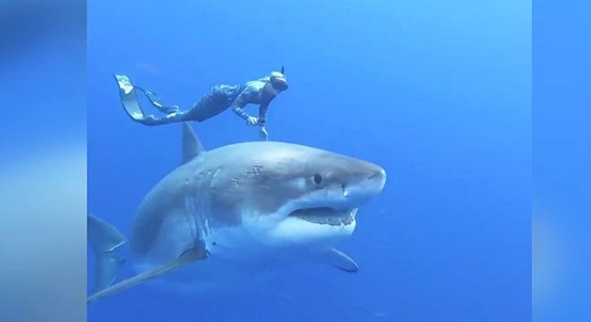 Araştırmacılar, 6 metrelik büyük beyaz köpekbalığı ile yüzdü