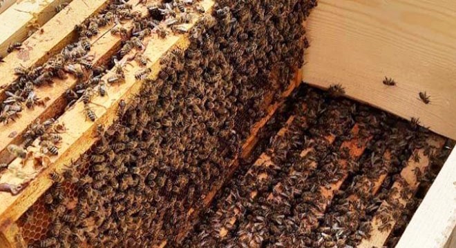 Arı yetiştiricilerinin ‘kış uykusu’ endişesi