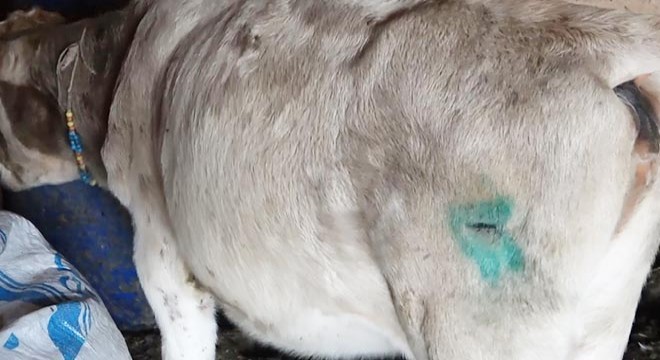 Arnavutköy de 7 inek vahşice bıçaklandı