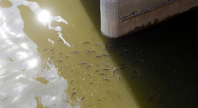 Asi Nehri nde balık ölümleri