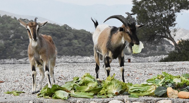 Aşırlı Adası nda dağ keçilerinin sayısı artıyor