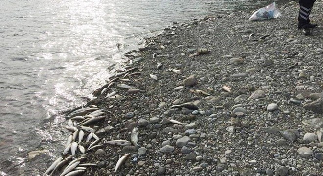 Aslantaş Baraj Gölü nde balık ölümlerine inceleme