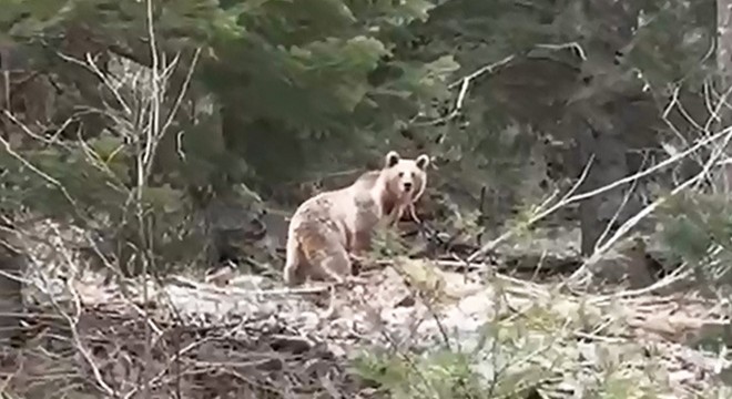 Avcılar, ayıları görünce silahlarını bırakıp fotoğraf çektiler