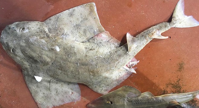 Avlanması yasak balıklar mezatta satılıyor