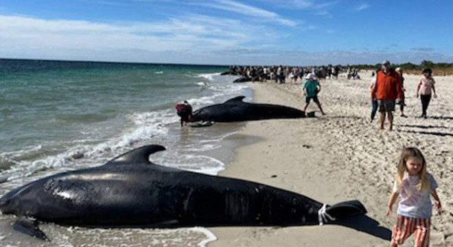 Avustralya'da 100'den fazla balina kıyıya vurdu, 29'u öldü