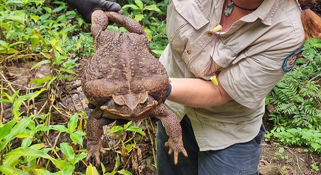 Avustralya’da 2.7 kiloluk dev kurbağa bulundu